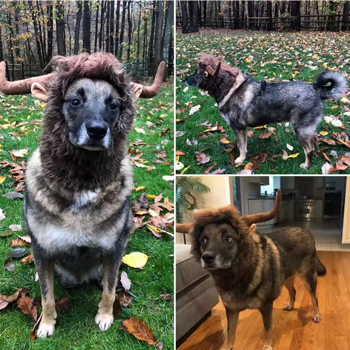 Dog Lion Mane Horns Wig Funny Cosplay Hat For Dogs