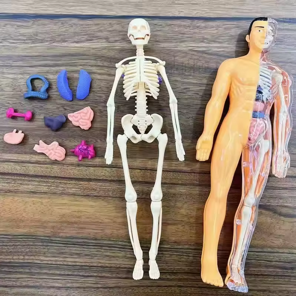 3D Human Body Anatomy Plastic